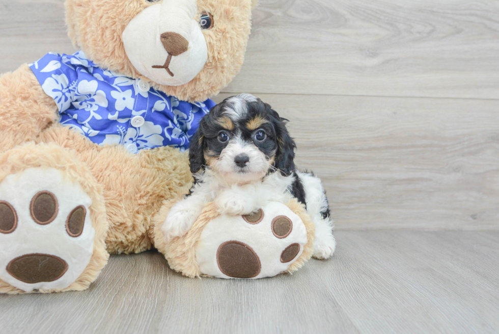 Smart Cavapoo Poodle Mix Pup