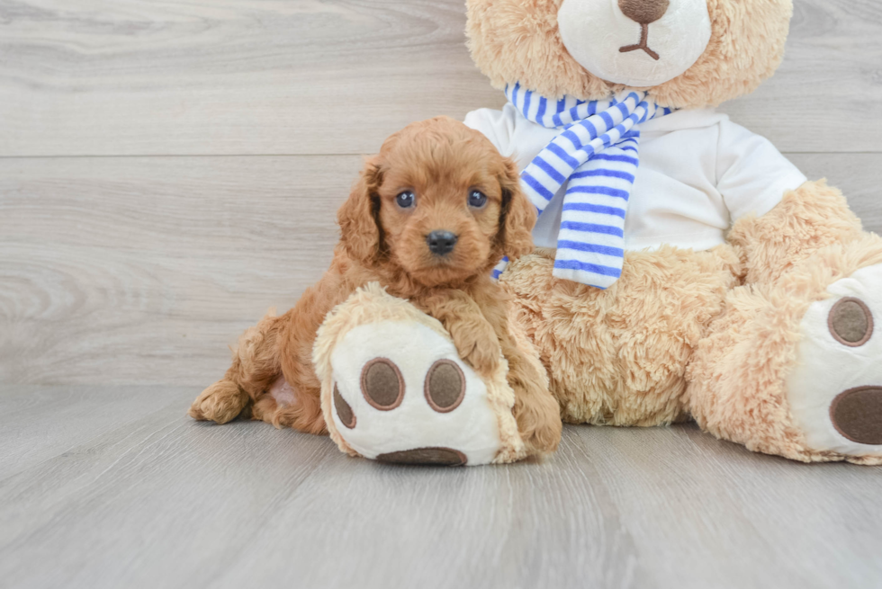 Cavapoo Puppy for Adoption