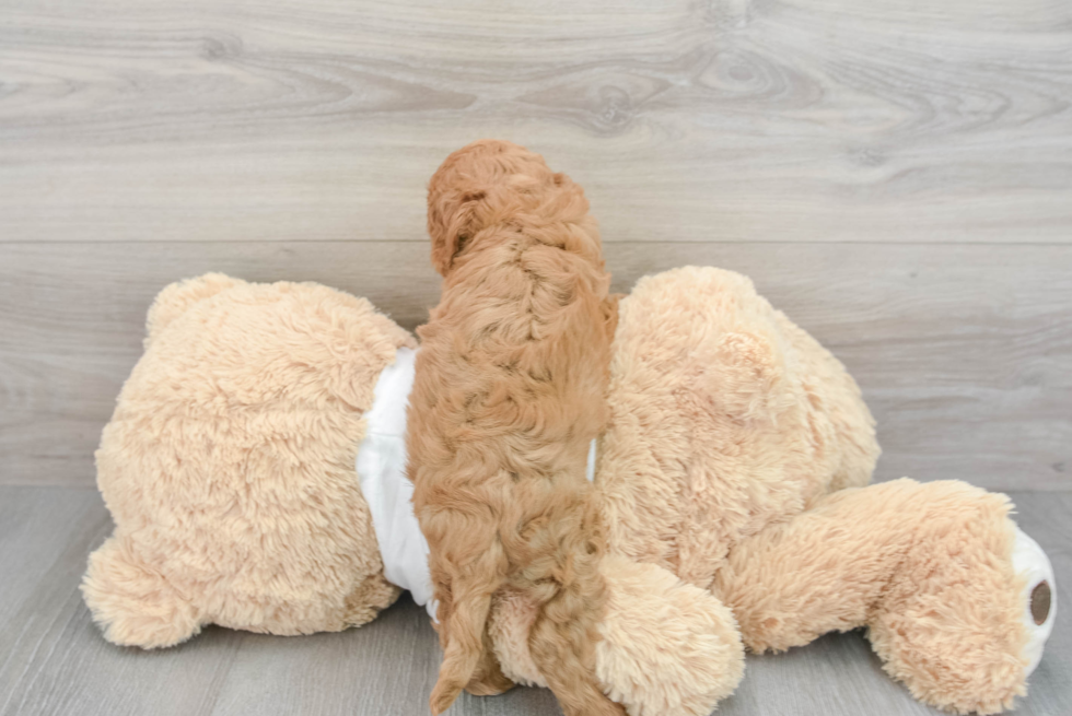 Little Cavoodle Poodle Mix Puppy