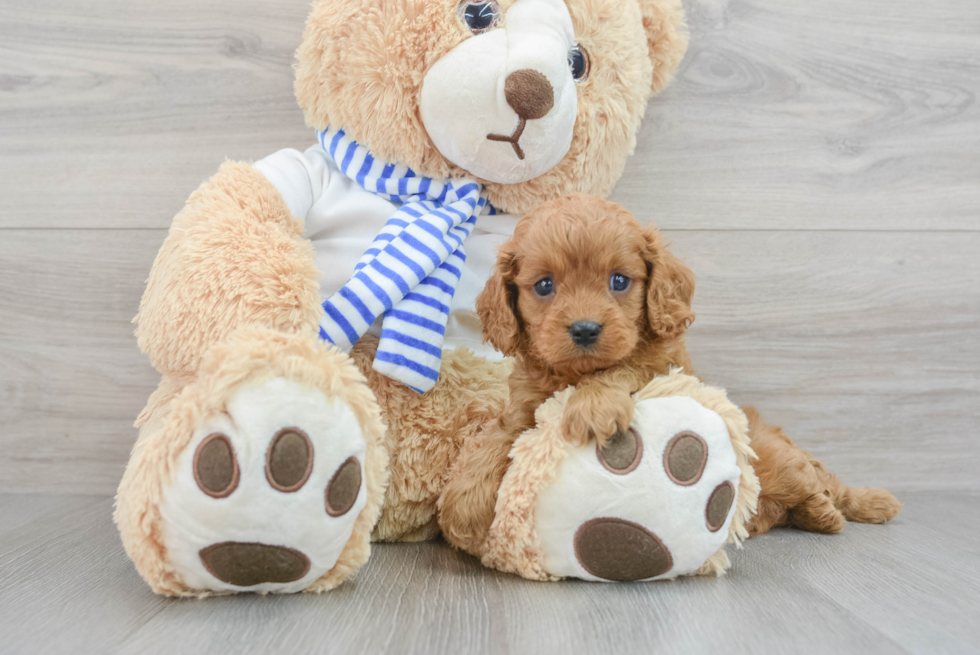 Petite Cavapoo Poodle Mix Pup