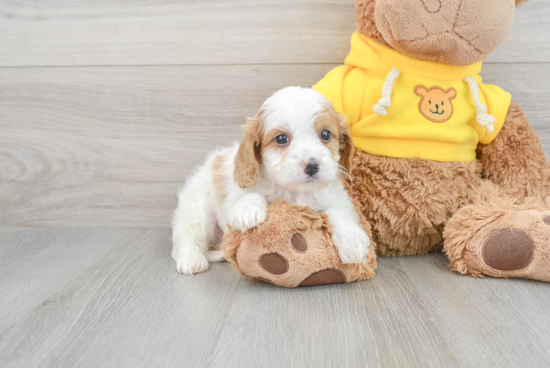 Funny Cavapoo Poodle Mix Pup