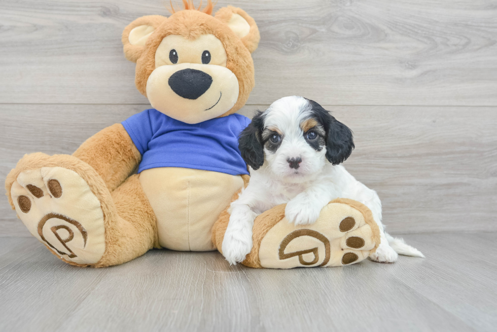 Energetic Cavoodle Poodle Mix Puppy