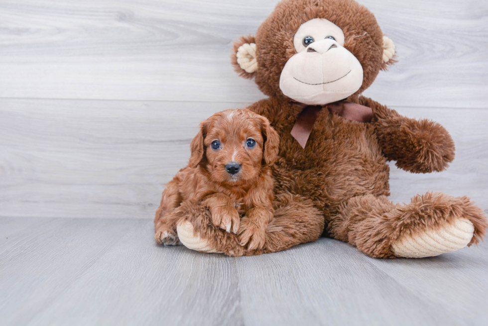 Sweet Cavapoo Baby