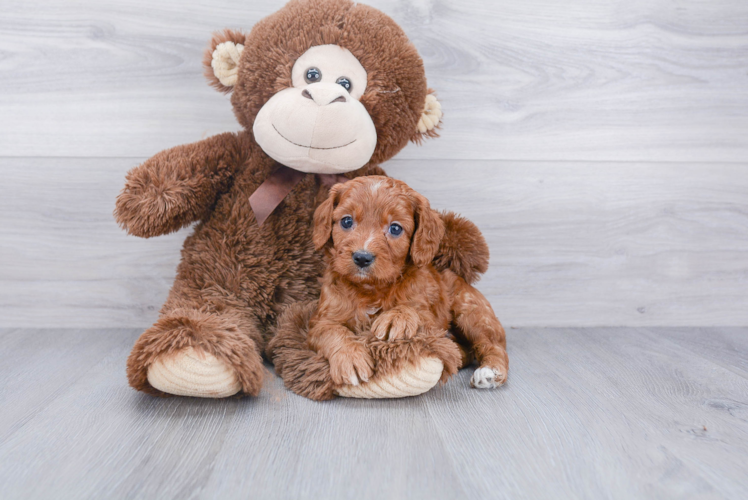 Best Cavapoo Baby