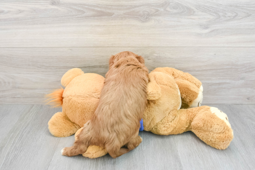 Smart Cavapoo Poodle Mix Pup