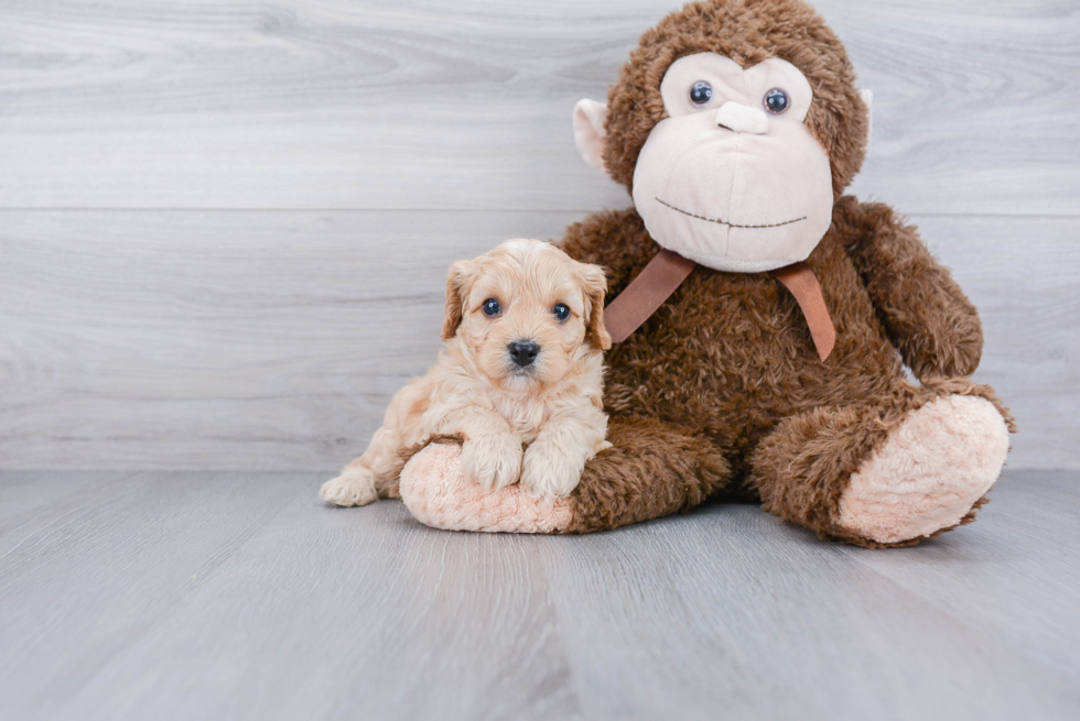 Funny Cavapoo Poodle Mix Pup