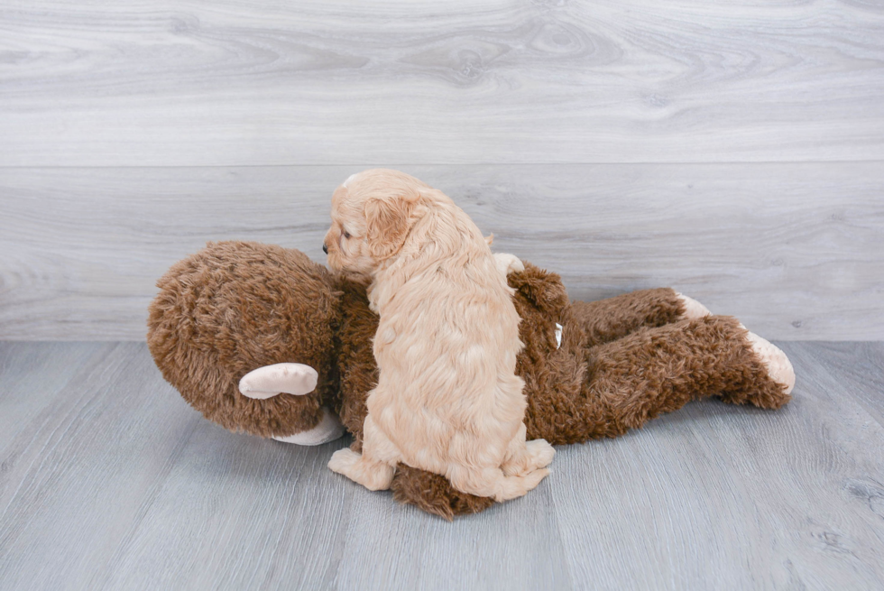 Cute Cavapoo Baby