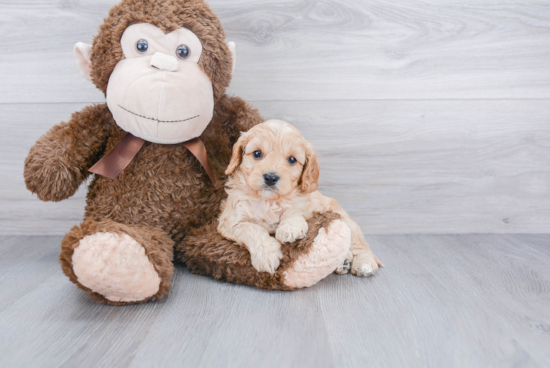 Funny Cavapoo Poodle Mix Pup