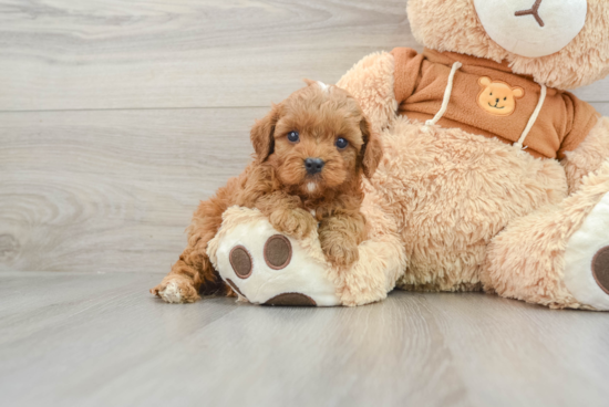 Fluffy Cavapoo Poodle Mix Pup