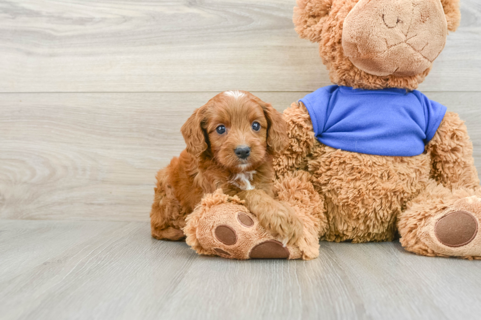 Adorable Cavalier King Charles Spaniel and Poodle Mix Poodle Mix Puppy