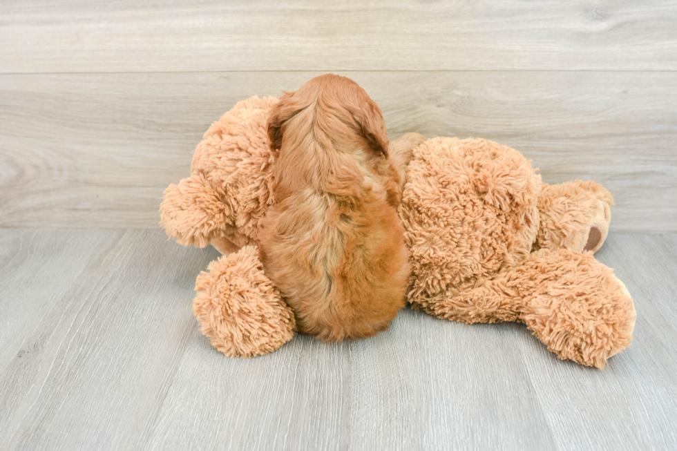 Cavapoo Pup Being Cute