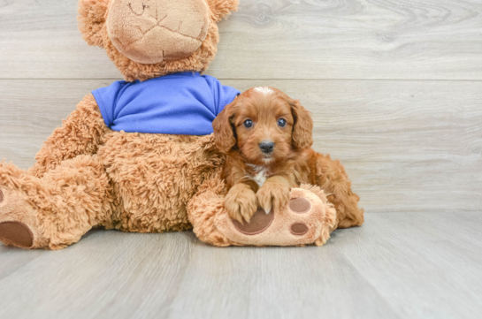 Cavapoo Pup Being Cute