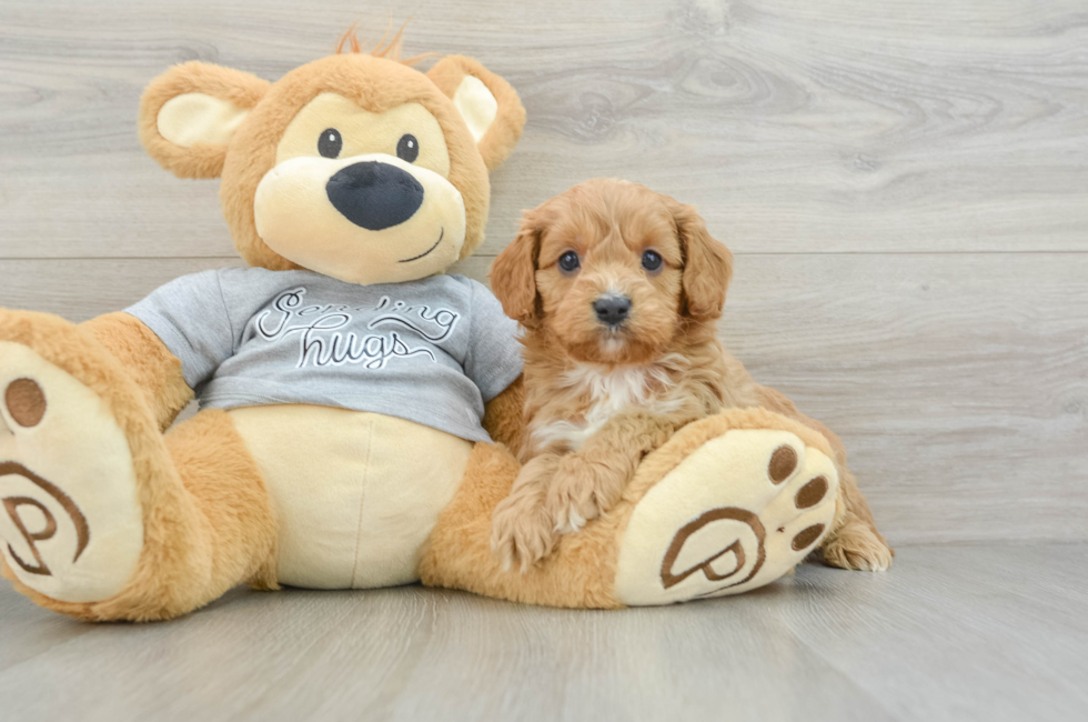 5 week old Cavapoo Puppy For Sale - Premier Pups