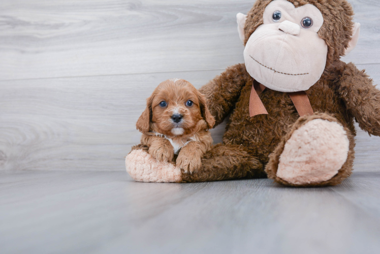 Smart Cavapoo Poodle Mix Pup