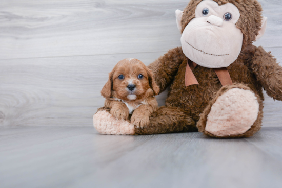 Smart Cavapoo Poodle Mix Pup