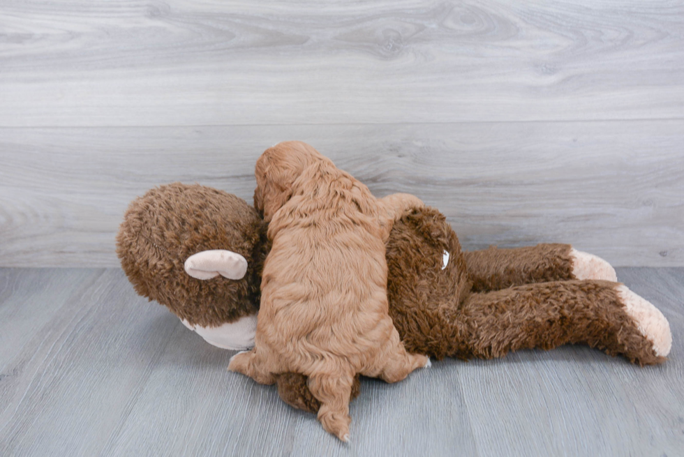 Cavapoo Pup Being Cute