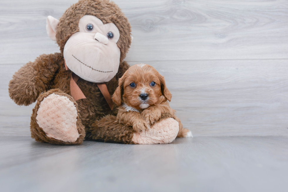 Funny Cavapoo Poodle Mix Pup