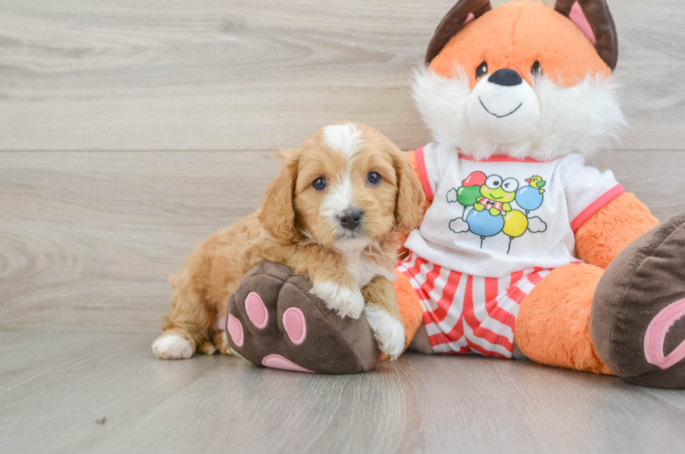 7 week old Cavapoo Puppy For Sale - Premier Pups