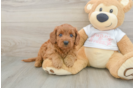 Adorable Cavalier King Charles Spaniel and Poodle Mix Poodle Mix Puppy