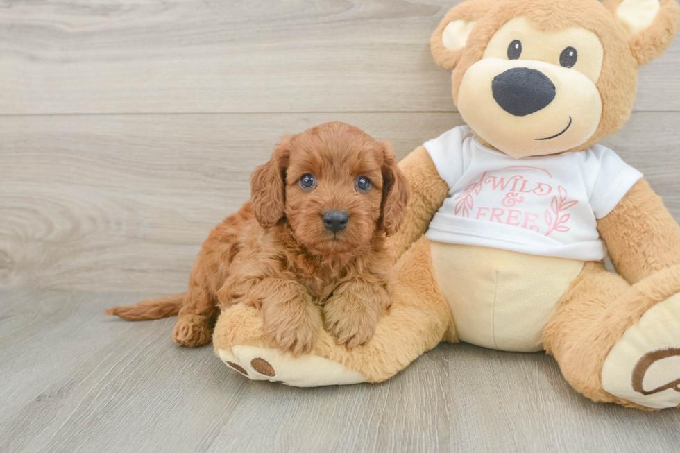 Adorable Cavalier King Charles Spaniel and Poodle Mix Poodle Mix Puppy