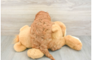 Smart Cavapoo Poodle Mix Pup