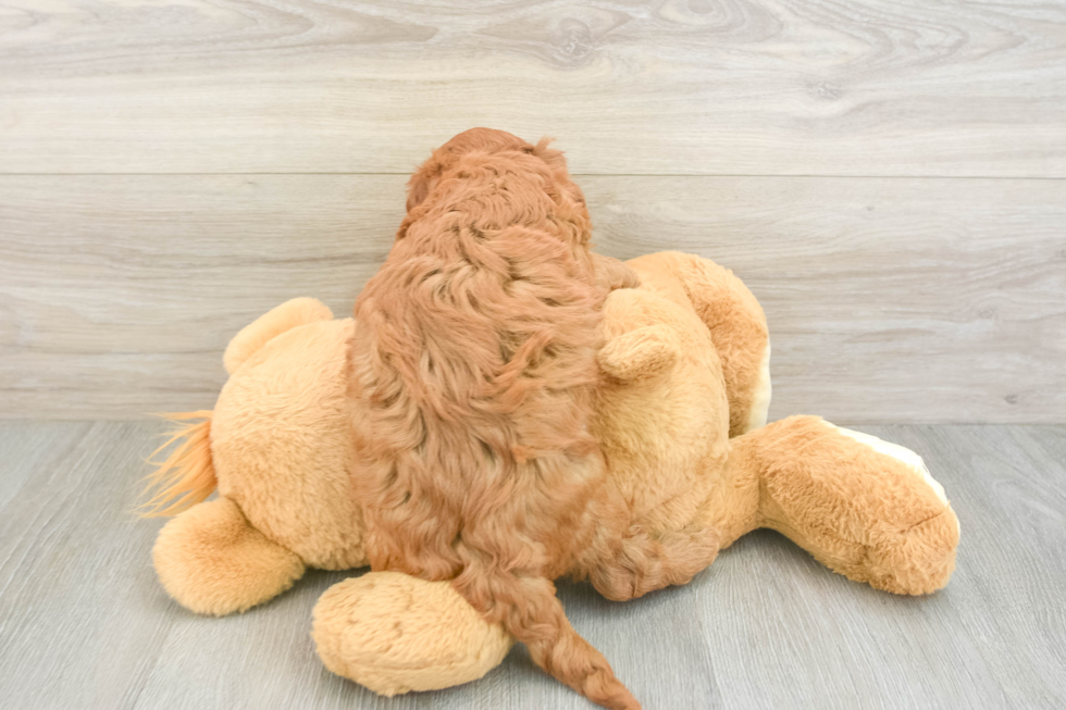 Smart Cavapoo Poodle Mix Pup