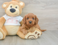 7 week old Cavapoo Puppy For Sale - Premier Pups