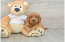 Cavapoo Pup Being Cute