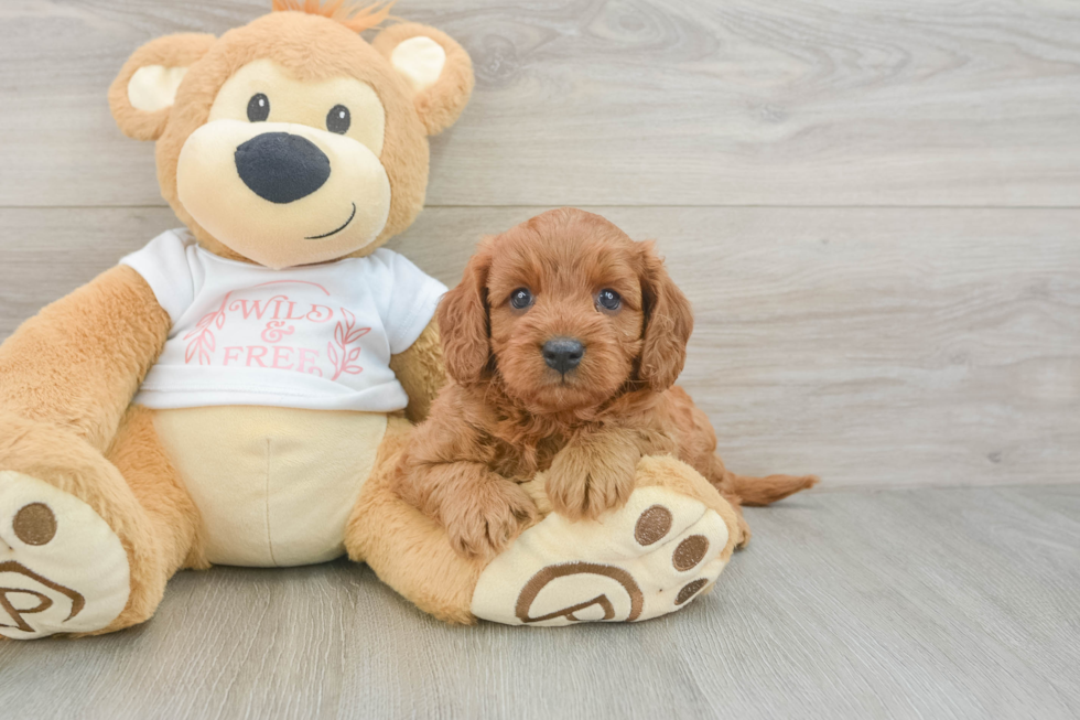 Cavapoo Pup Being Cute