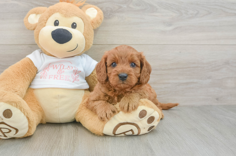 5 week old Cavapoo Puppy For Sale - Premier Pups