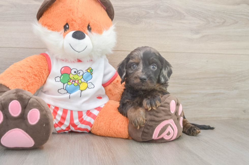 5 week old Cavapoo Puppy For Sale - Premier Pups