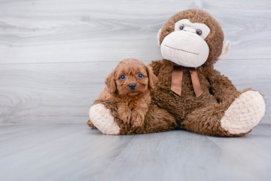 Small Cavapoo Baby