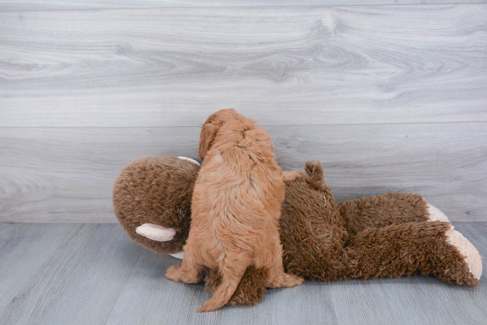 Cavapoo Pup Being Cute