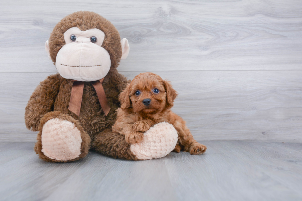 Cavapoo Puppy for Adoption