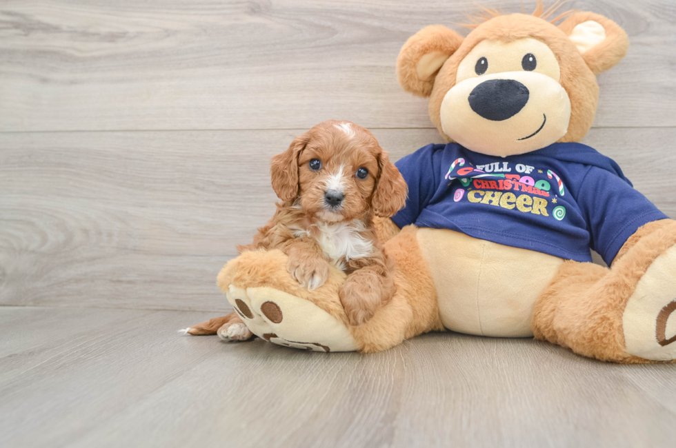 5 week old Cavapoo Puppy For Sale - Premier Pups
