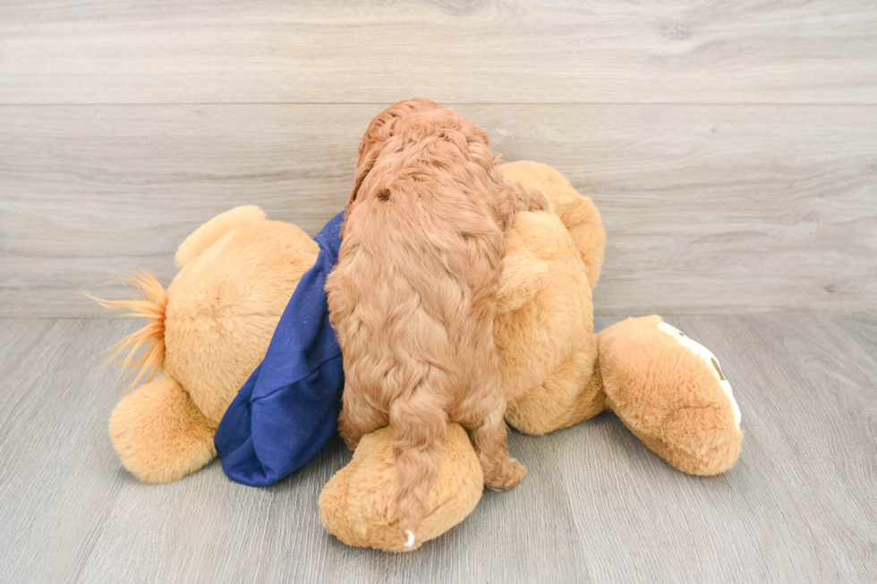 Cavapoo Pup Being Cute