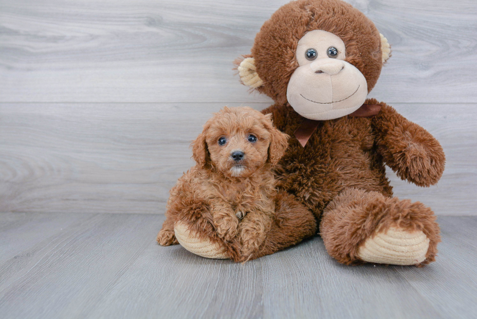 Best Cavapoo Baby