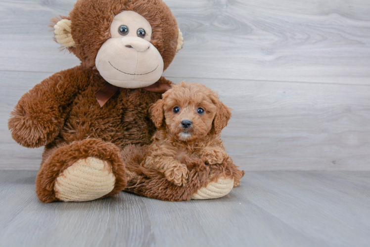 Cavapoo Pup Being Cute