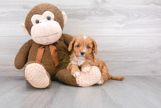 Cavapoo Puppy for Adoption