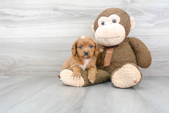 Friendly Cavapoo Baby