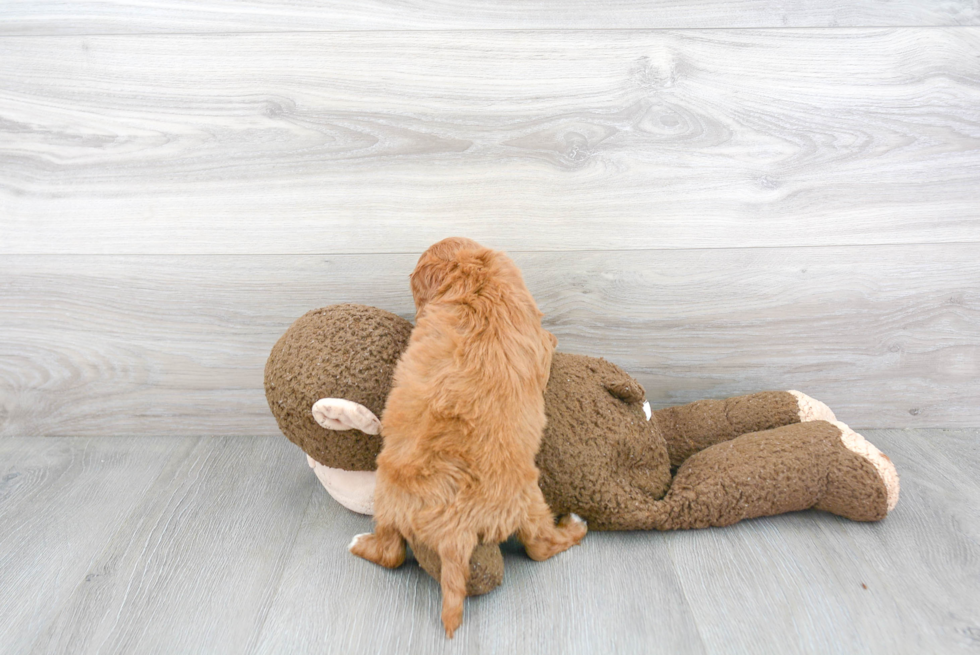 Cute Cavapoo Baby