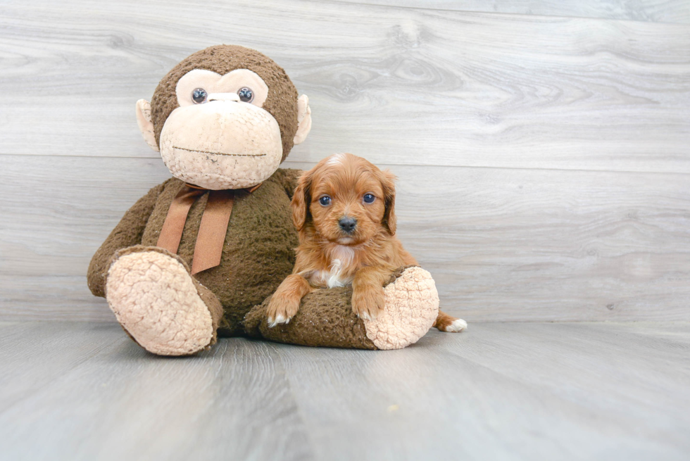 Best Cavapoo Baby