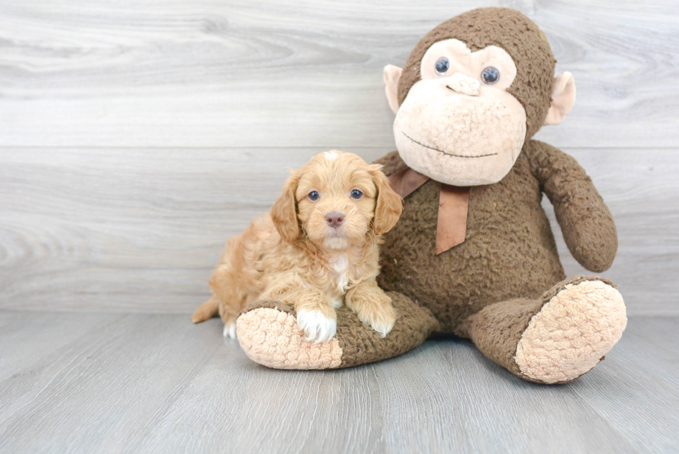 Happy Cavapoo Baby