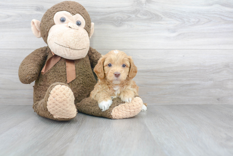 Hypoallergenic Cavoodle Poodle Mix Puppy