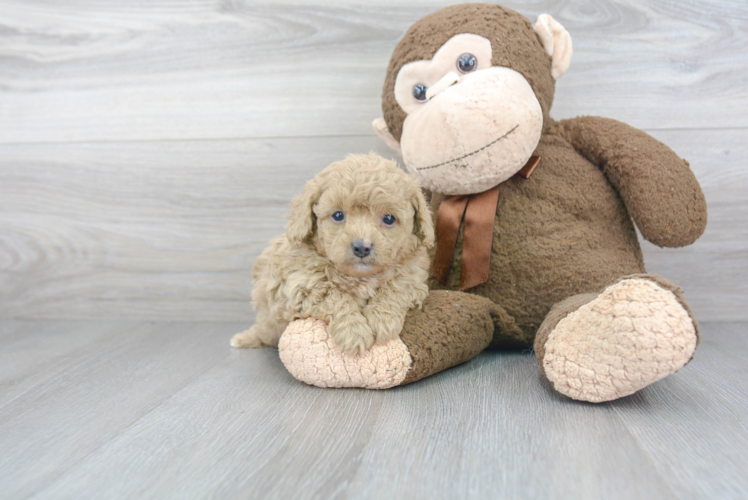 Best Cavapoo Baby