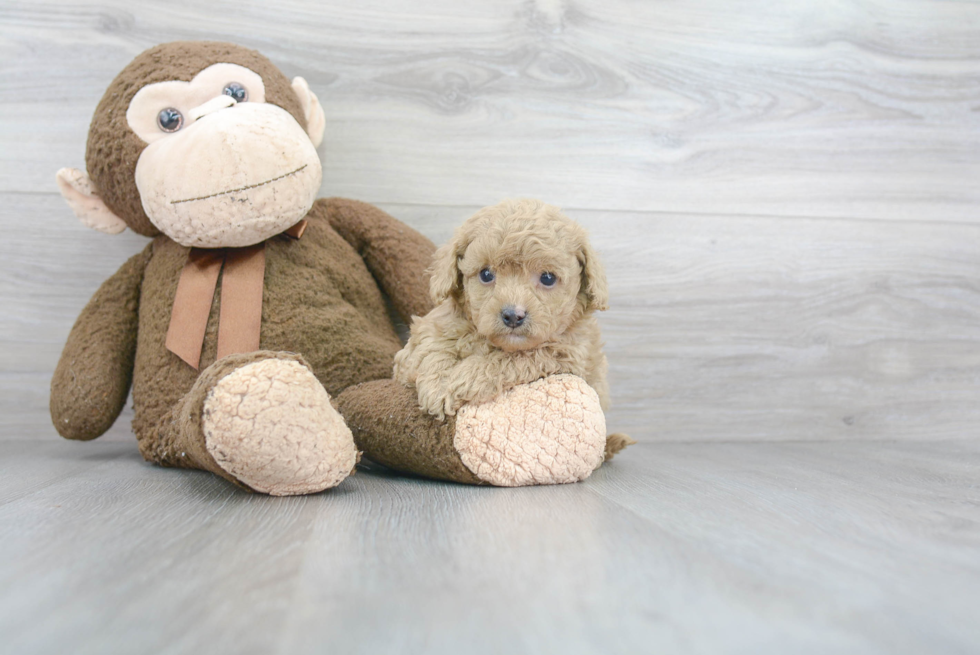 Cavapoo Pup Being Cute