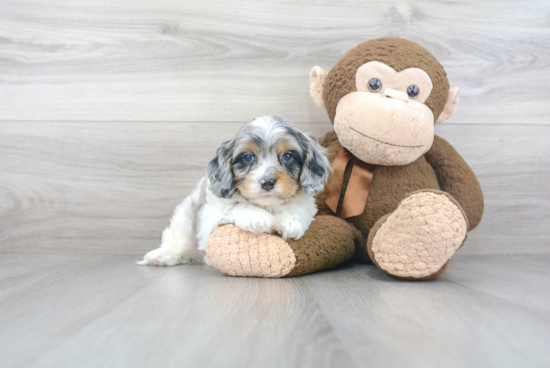 Best Cavapoo Baby