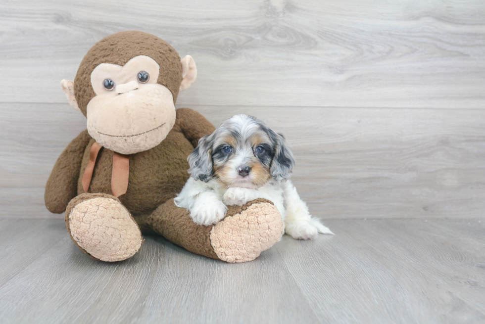 Cute Cavapoo Baby