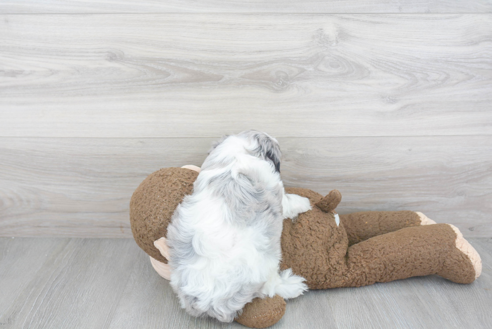 Small Cavapoo Baby