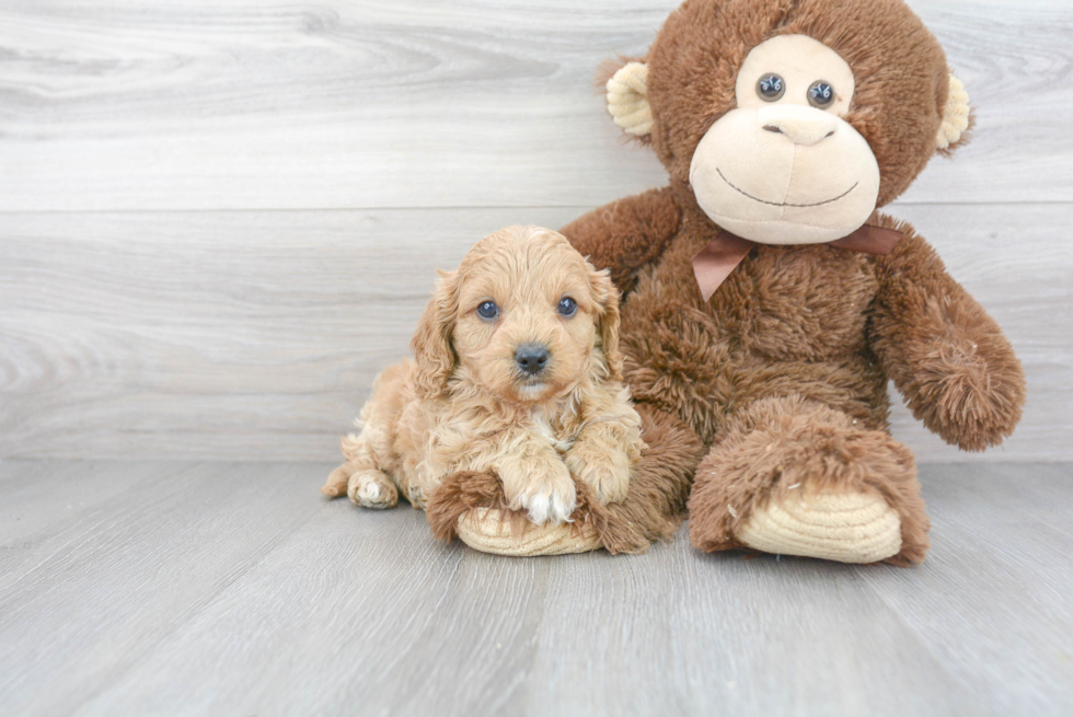 Hypoallergenic Cavoodle Poodle Mix Puppy